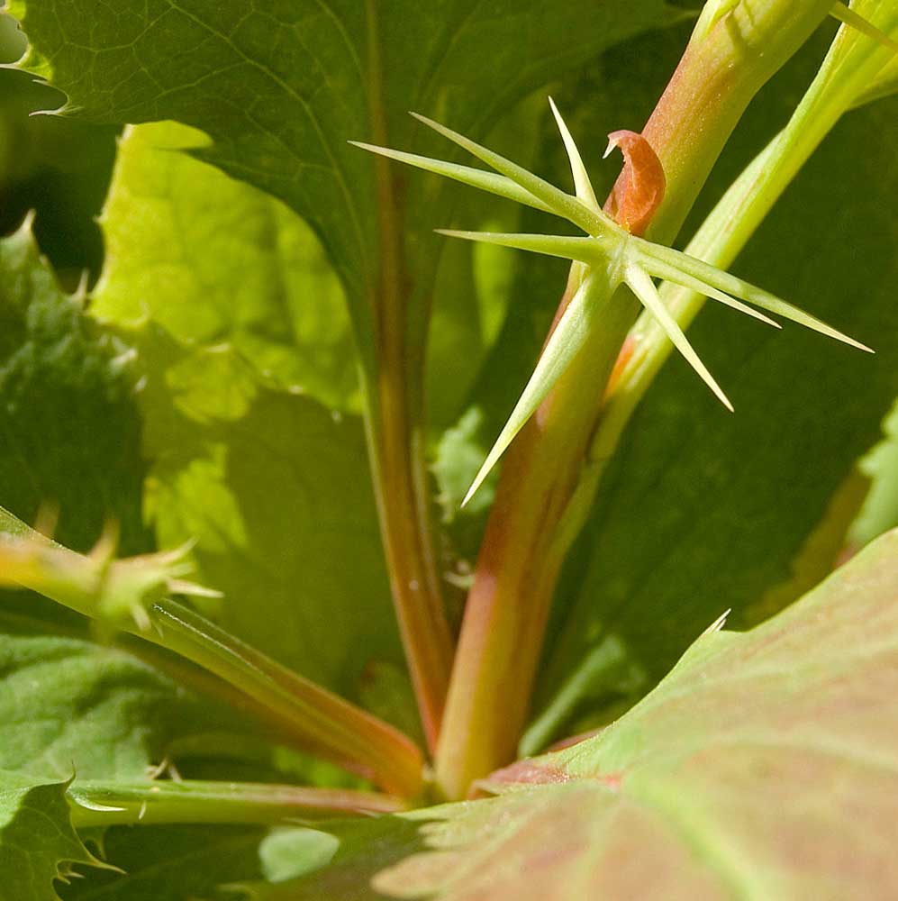 Image of genus Berberis specimen.