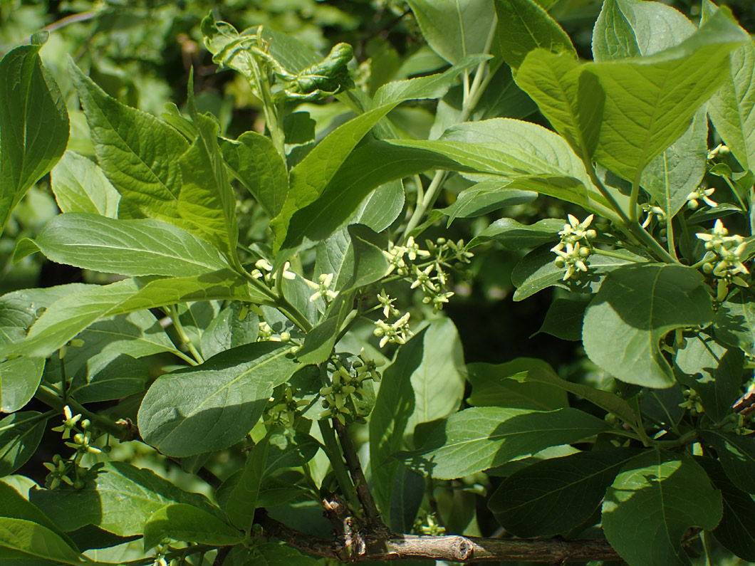 Изображение особи Euonymus europaeus.