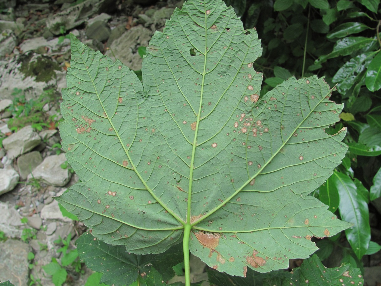 Image of Acer pseudoplatanus specimen.