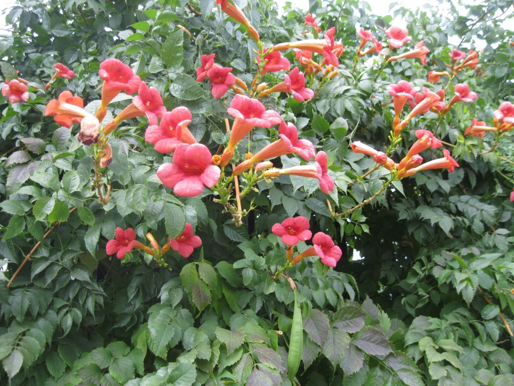 Изображение особи Campsis radicans.