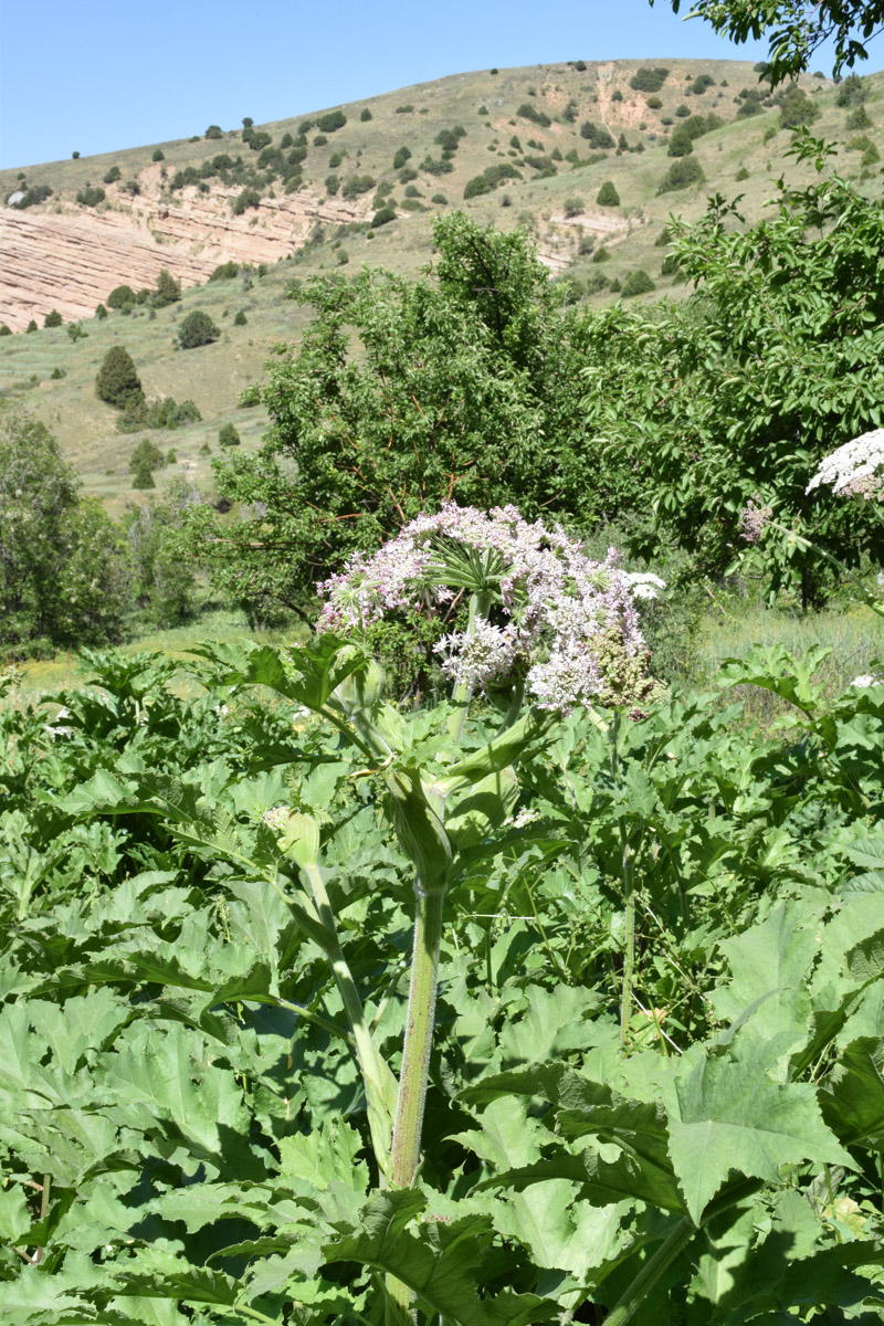 Image of Heracleum lehmannianum specimen.