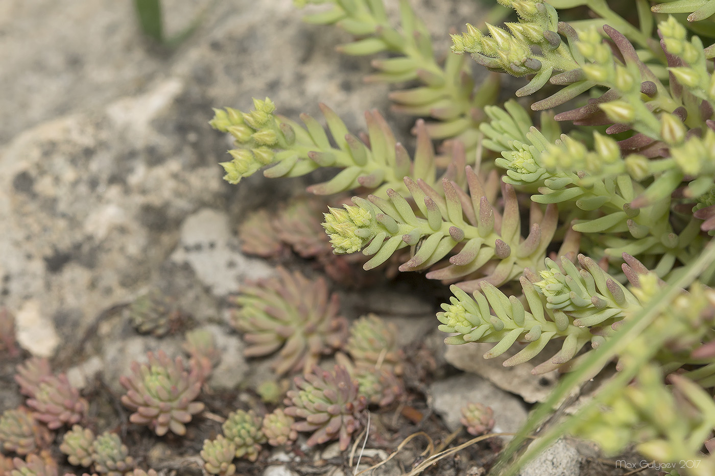 Изображение особи Sedum pallidum.