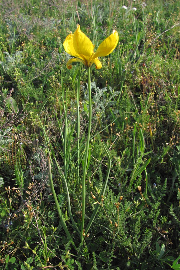 Изображение особи Tulipa biebersteiniana.