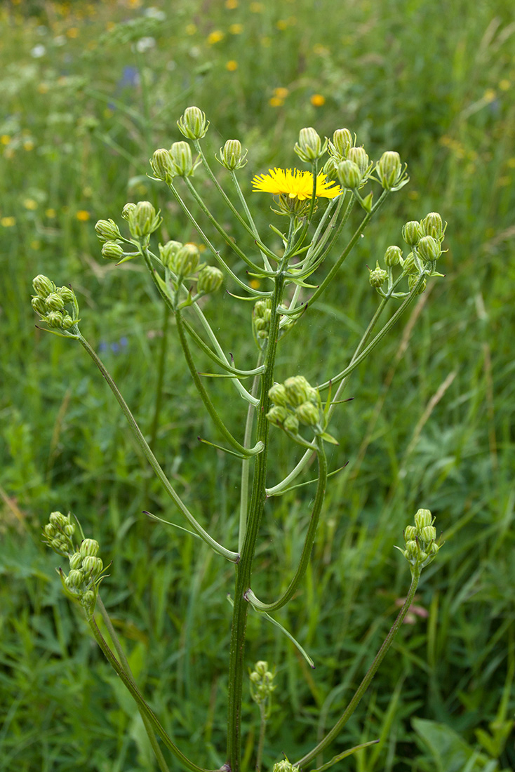 Image of Crepis biennis specimen.