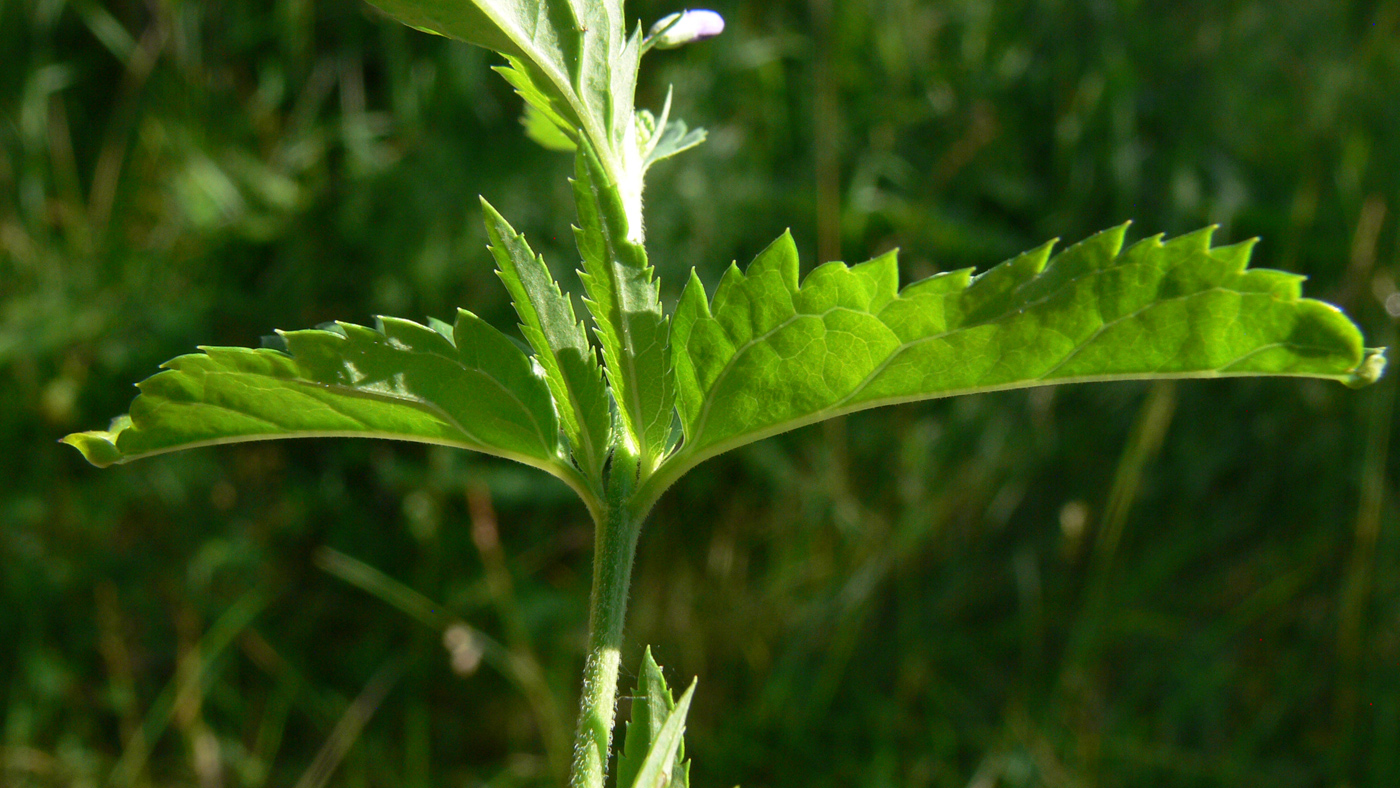 Image of Veronica longifolia specimen.