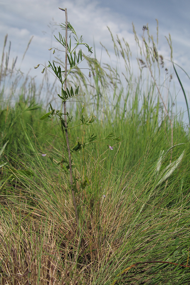 Image of Vicia tetrasperma specimen.