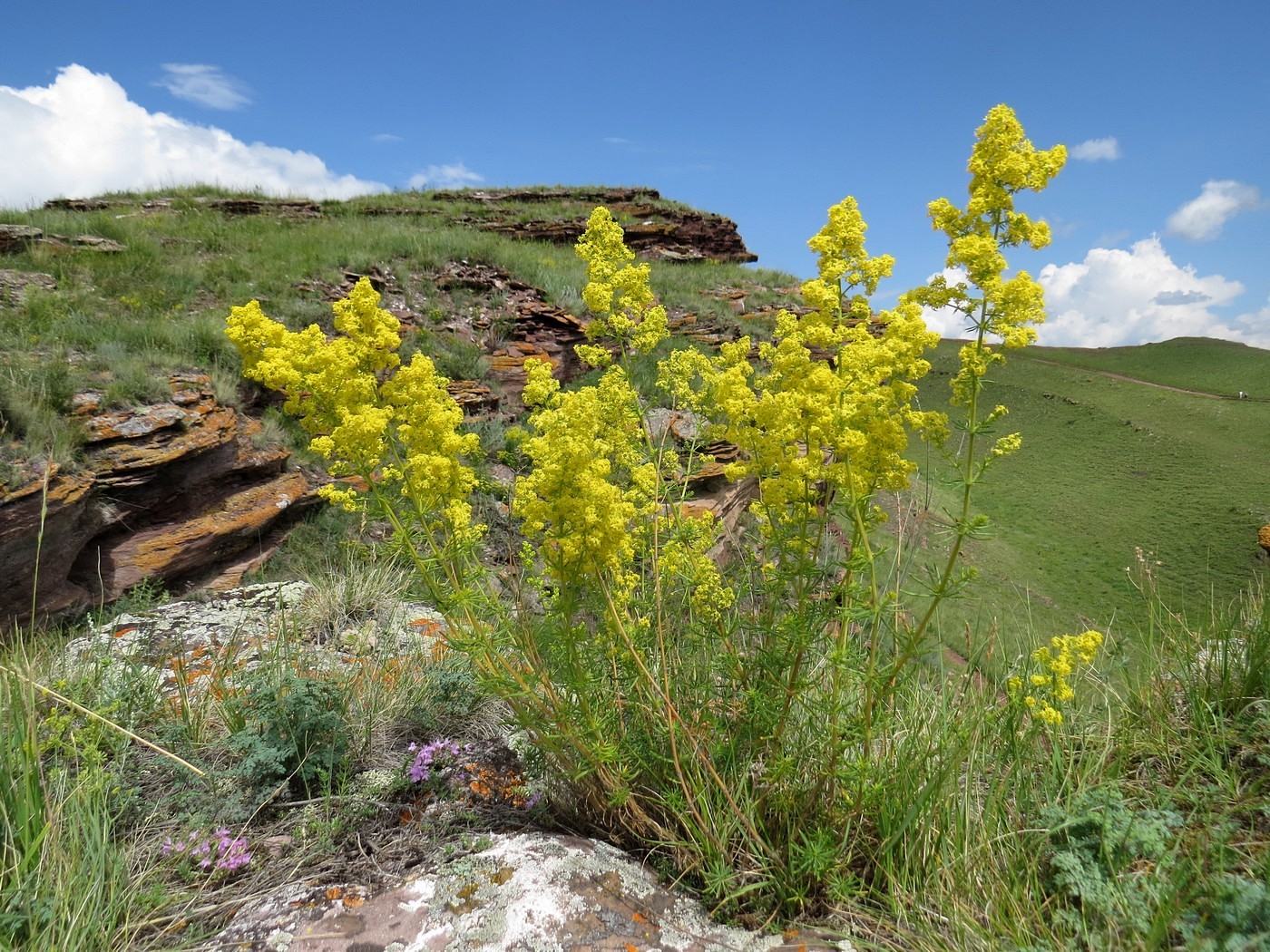 Изображение особи Galium verum.