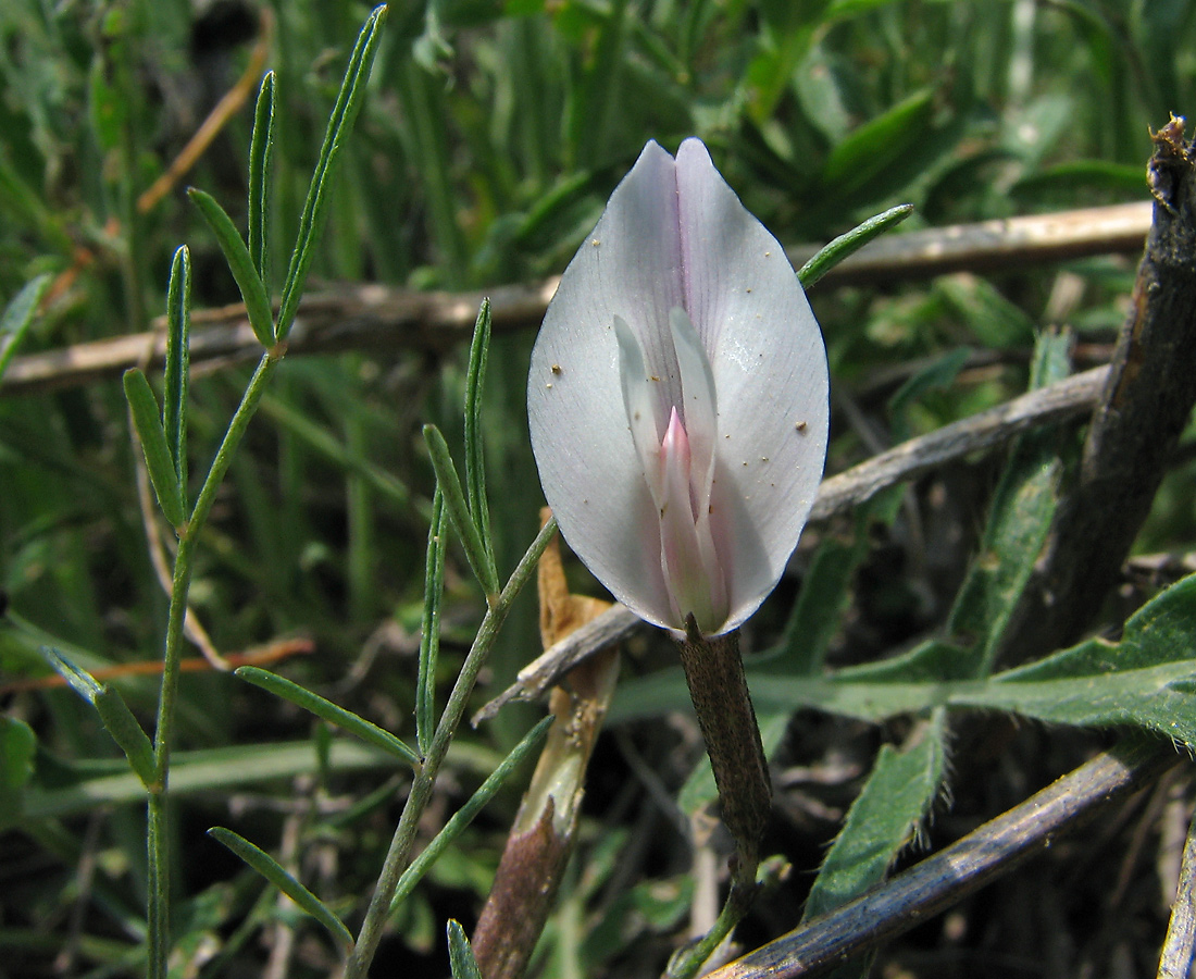 Image of Astragalus ucrainicus specimen.