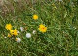 Sonchus arvensis subspecies uliginosus. Верхушка цветущего и плодоносящего растения. Восточный Казахстан, г. Усть-Каменогорск, правый берег р. Иртыш, луг. 09.08.2017.