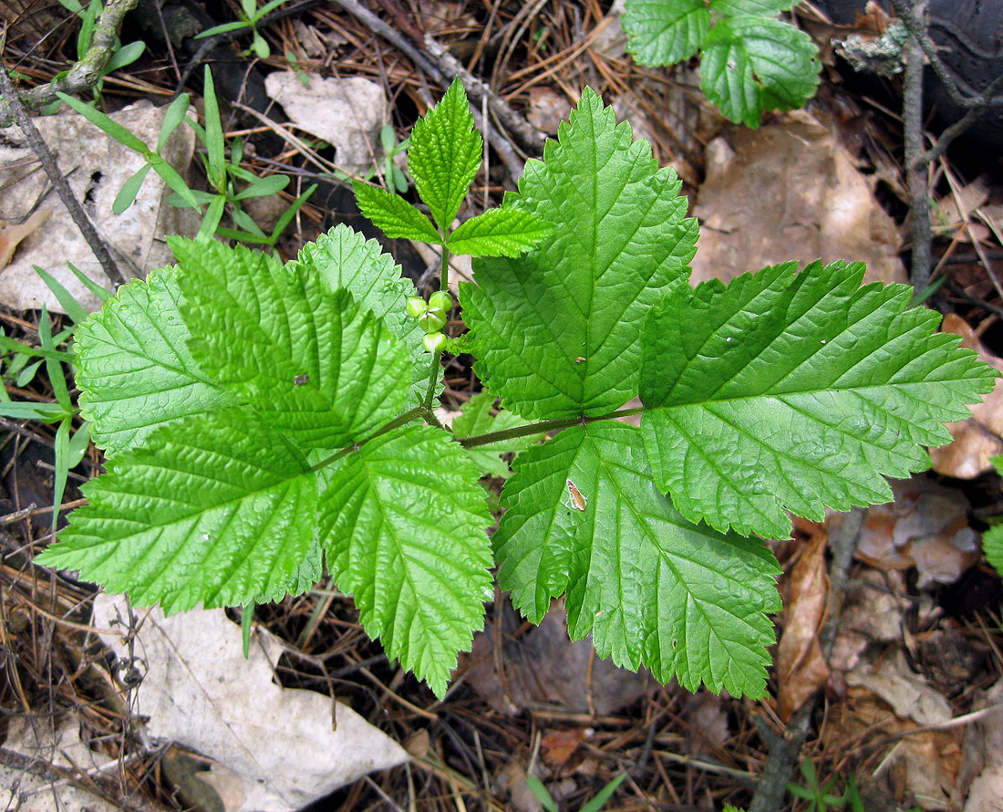 Изображение особи Rubus saxatilis.