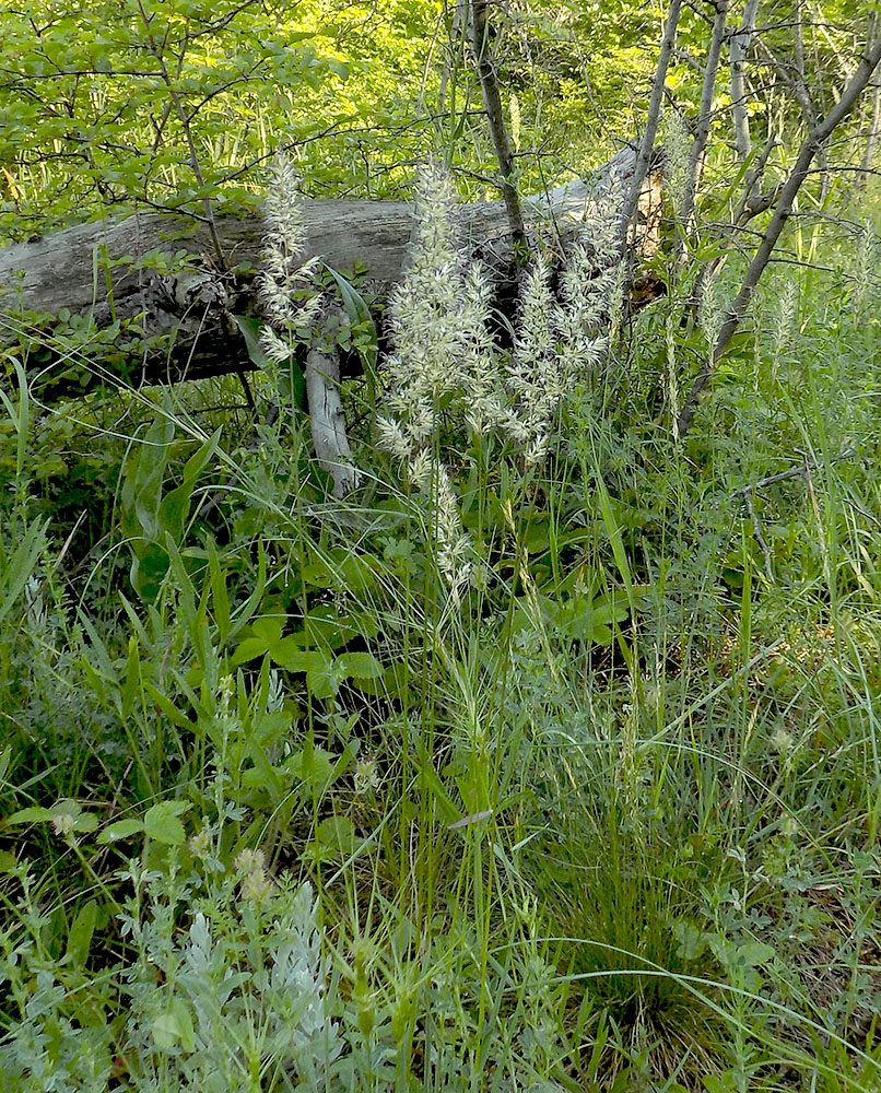 Image of Koeleria macrantha specimen.