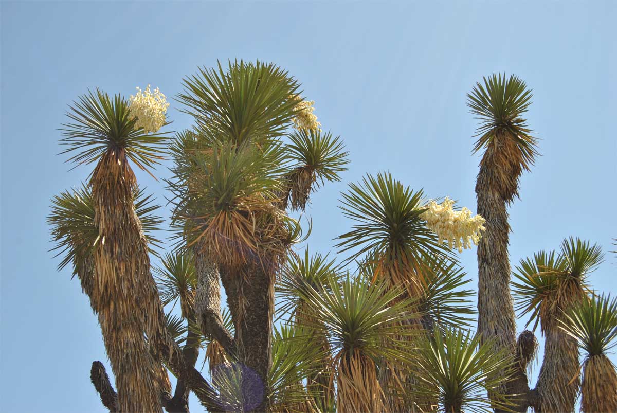 Image of Yucca potosina specimen.