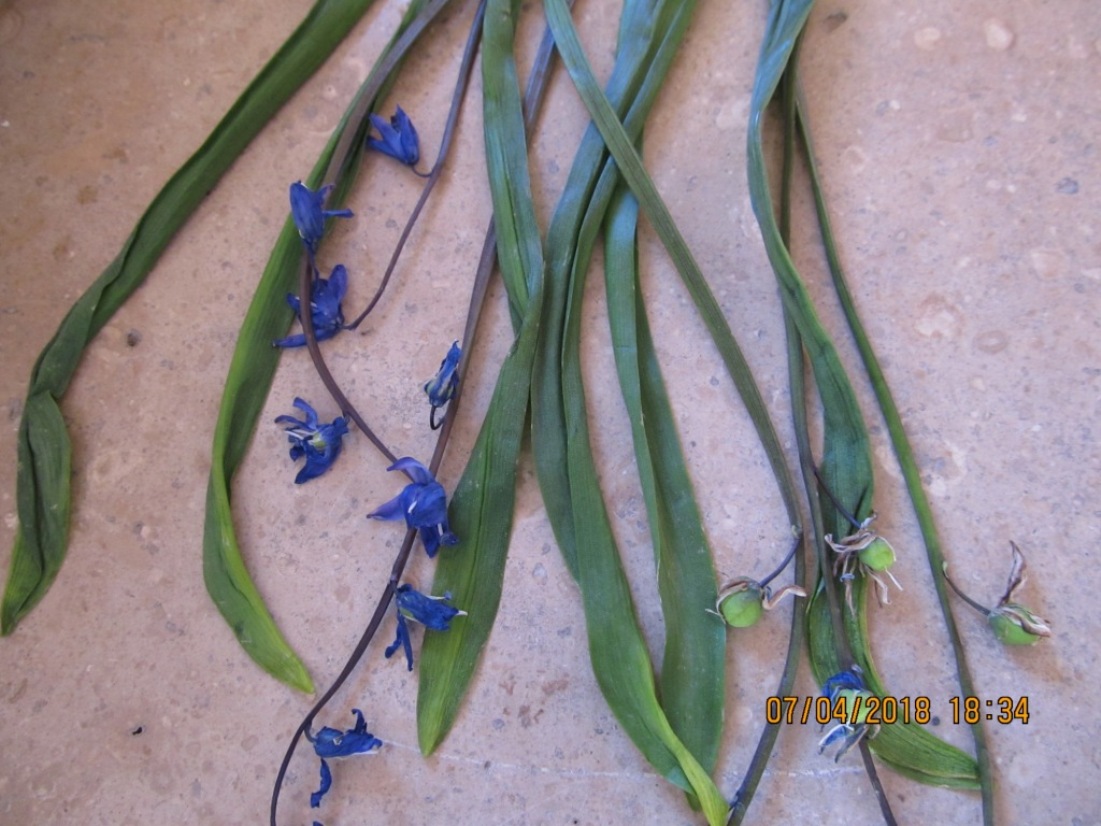 Image of Scilla siberica specimen.