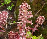 Petasites hybridus. Соцветие. Москва, Воробьевы горы, Ботанический сад МГУ, альпинарий, в культуре. 28.04.2017.