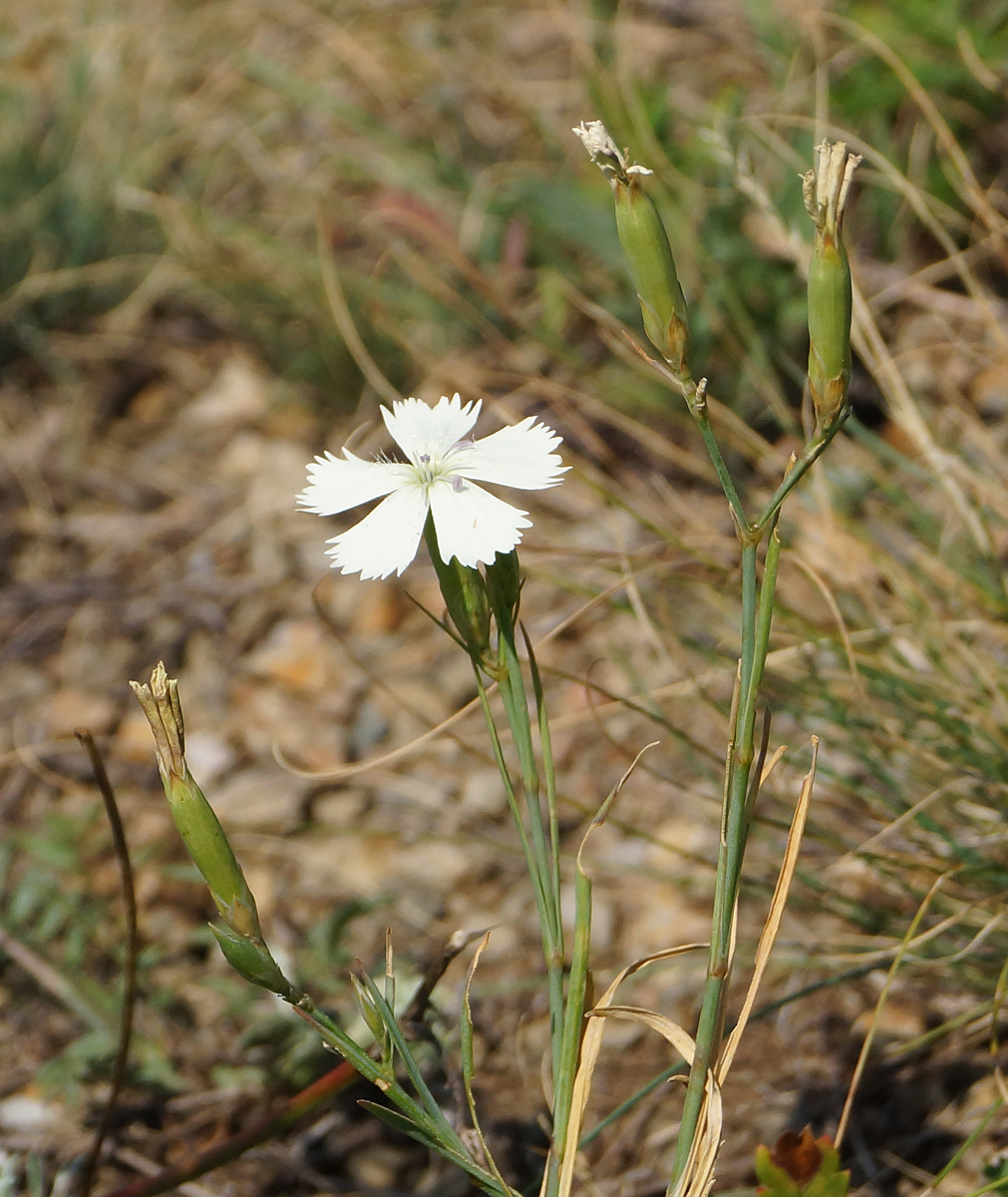 Image of Dianthus ramosissimus specimen.