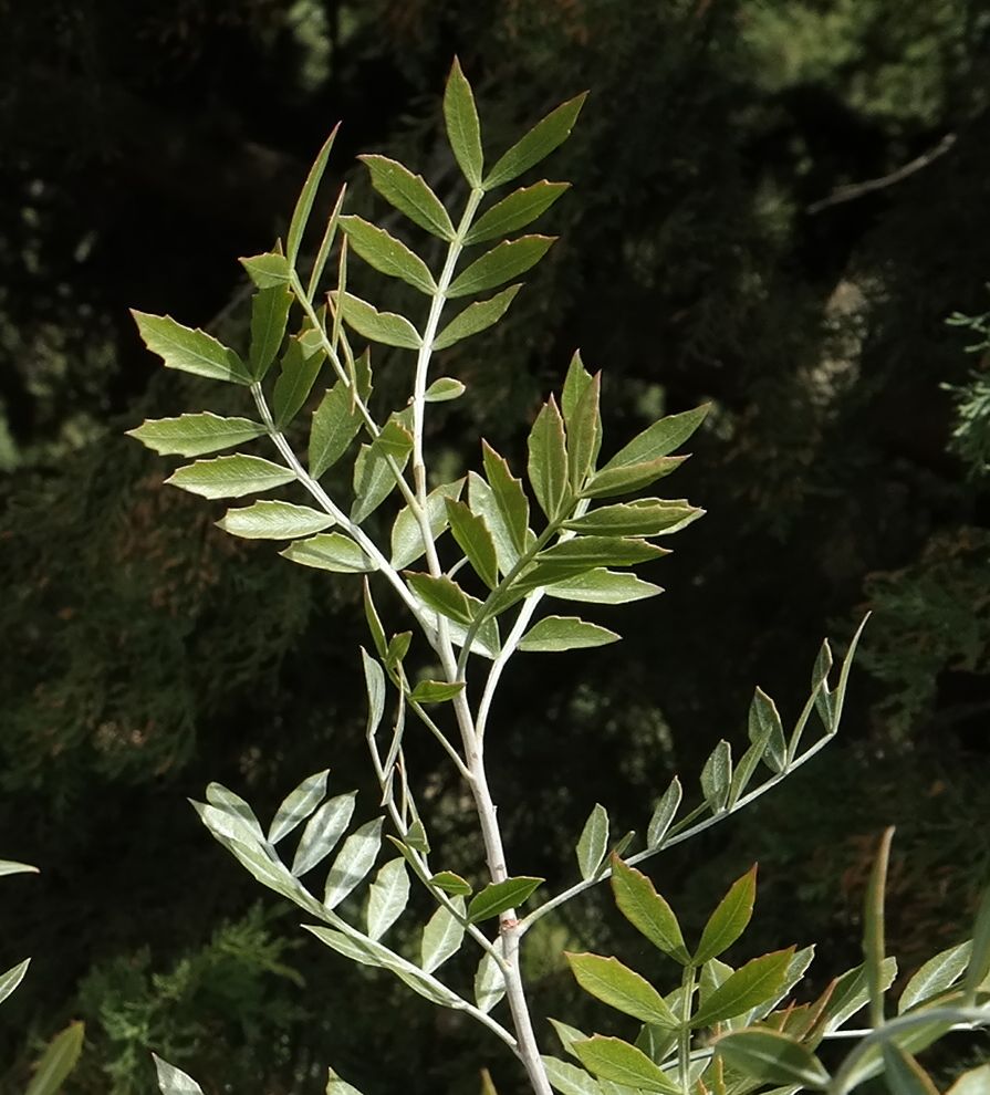 Image of genus Schinus specimen.