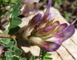 Astragalus buschiorum. Соцветие. Северная Осетия, Алагирское ущелье, окр. пос. Ниж. Унал, 950 м н.у.м. 07.05.2010.