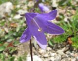 Campanula collina