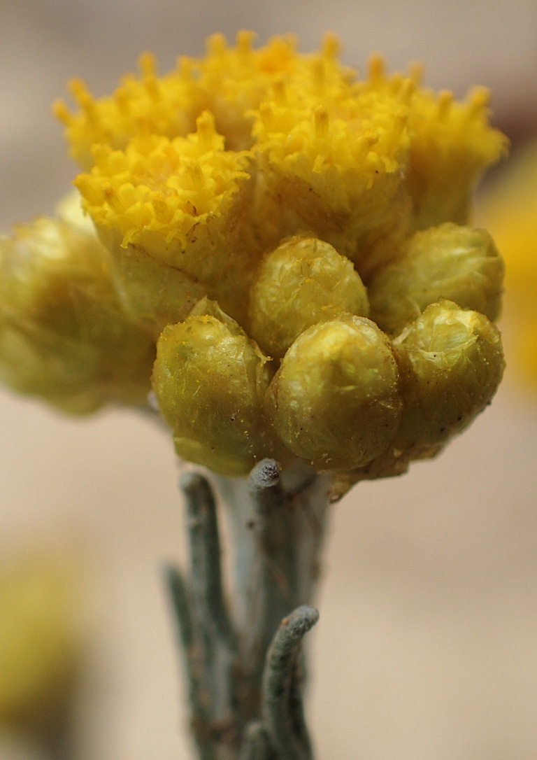 Изображение особи Helichrysum stoechas ssp. barrelieri.