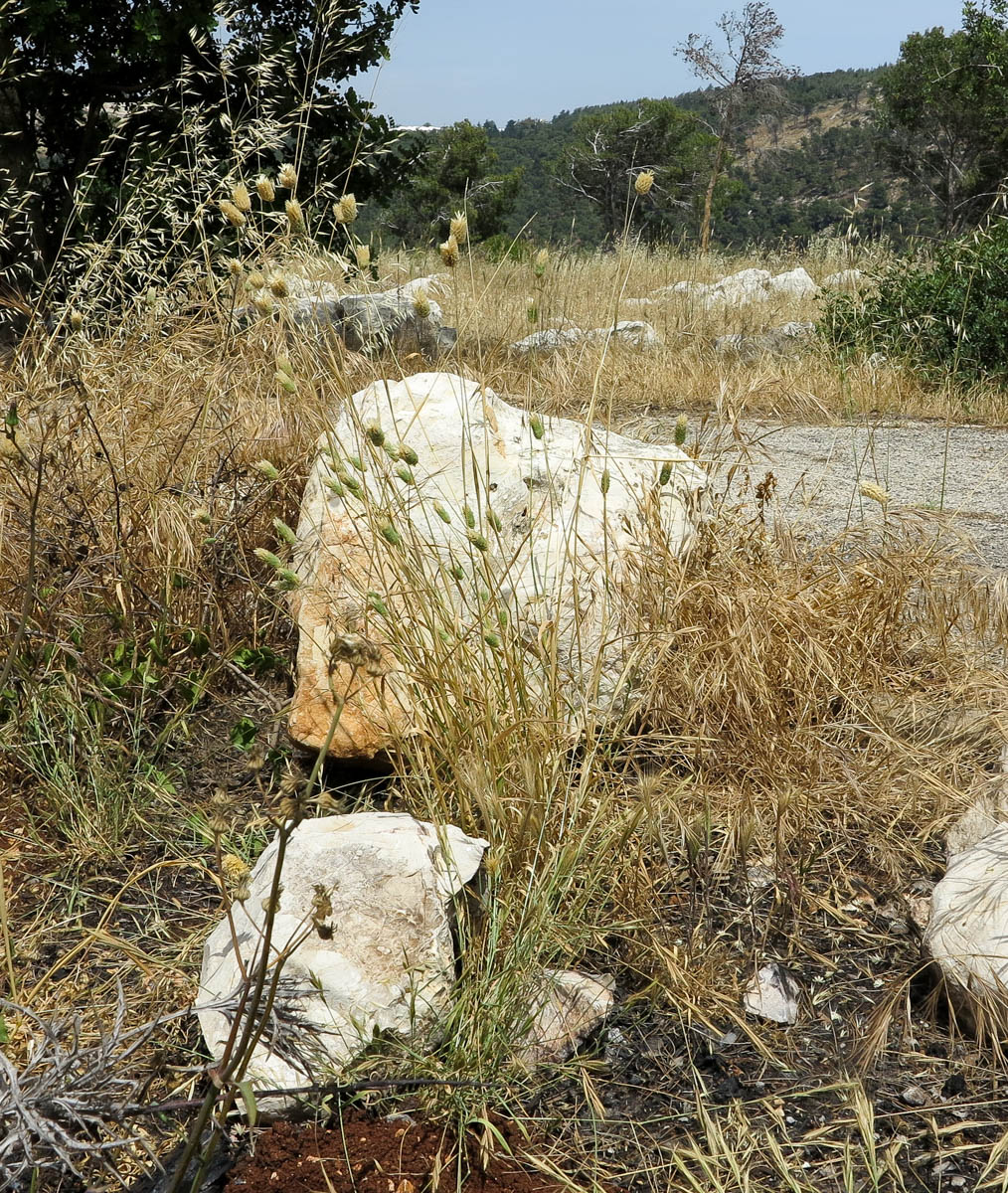 Image of Phalaris brachystachys specimen.