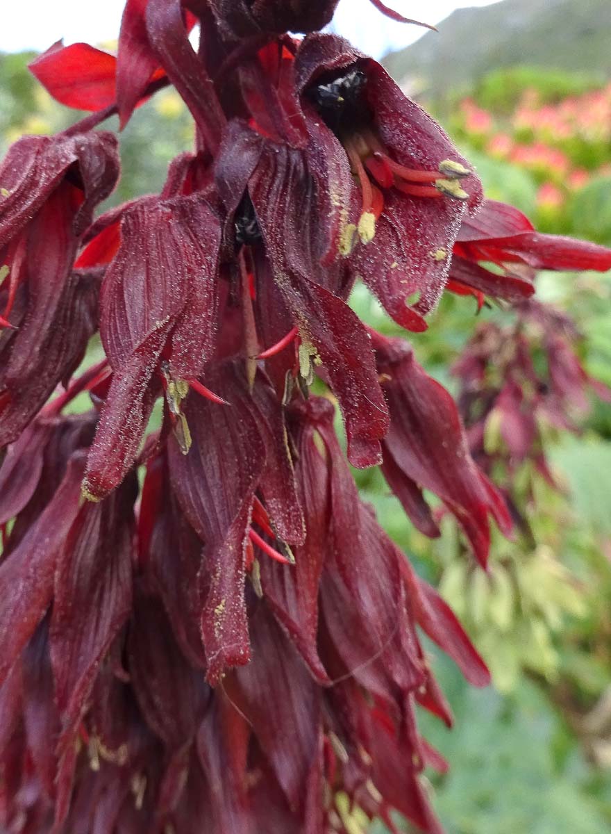 Изображение особи Melianthus major.