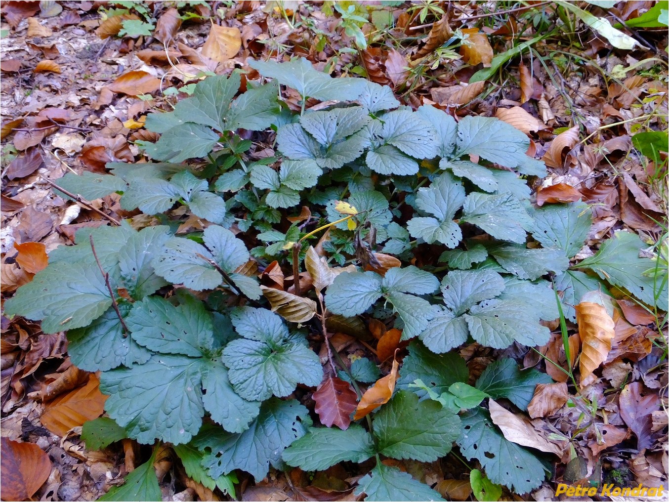 Image of Geum urbanum specimen.