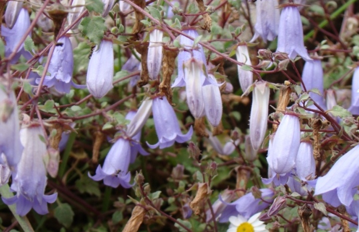 Image of genus Campanula specimen.