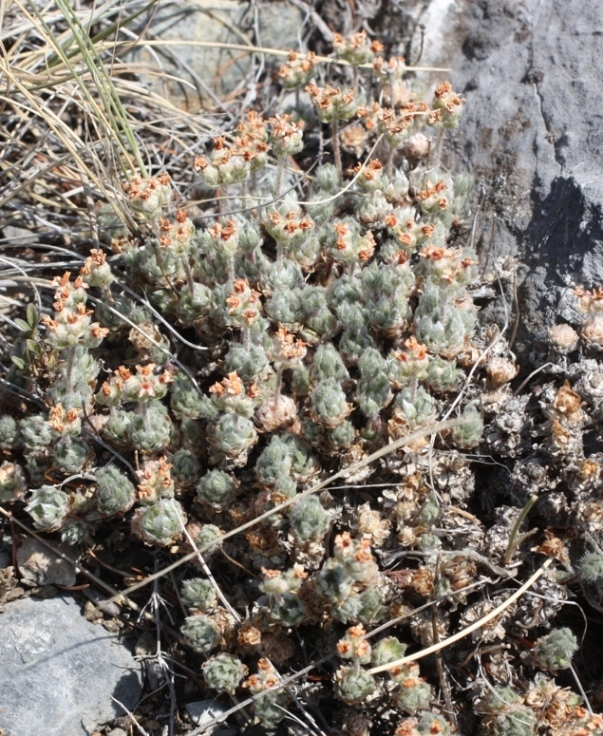 Image of Androsace kuczerovii specimen.