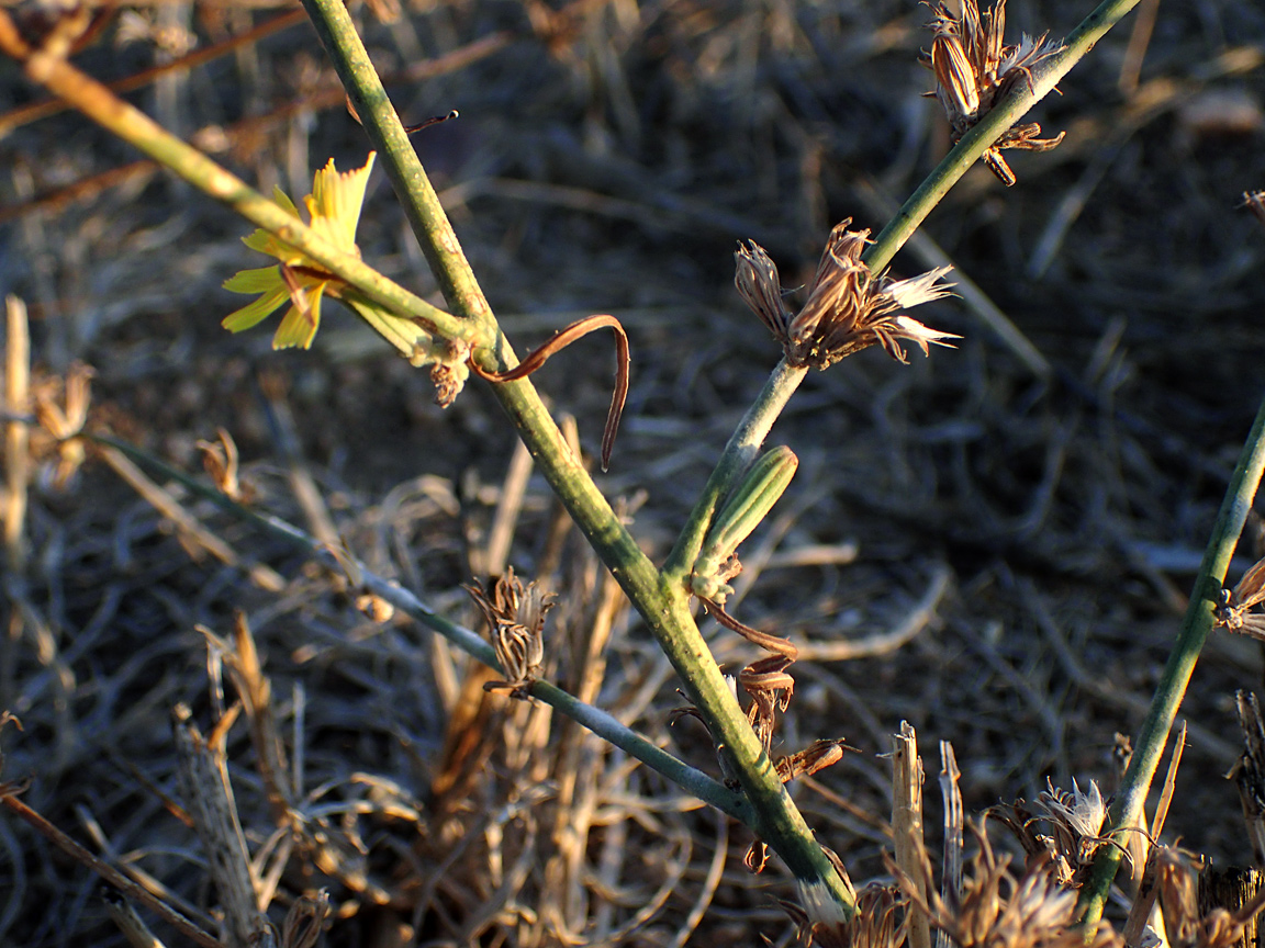 Изображение особи Chondrilla juncea.