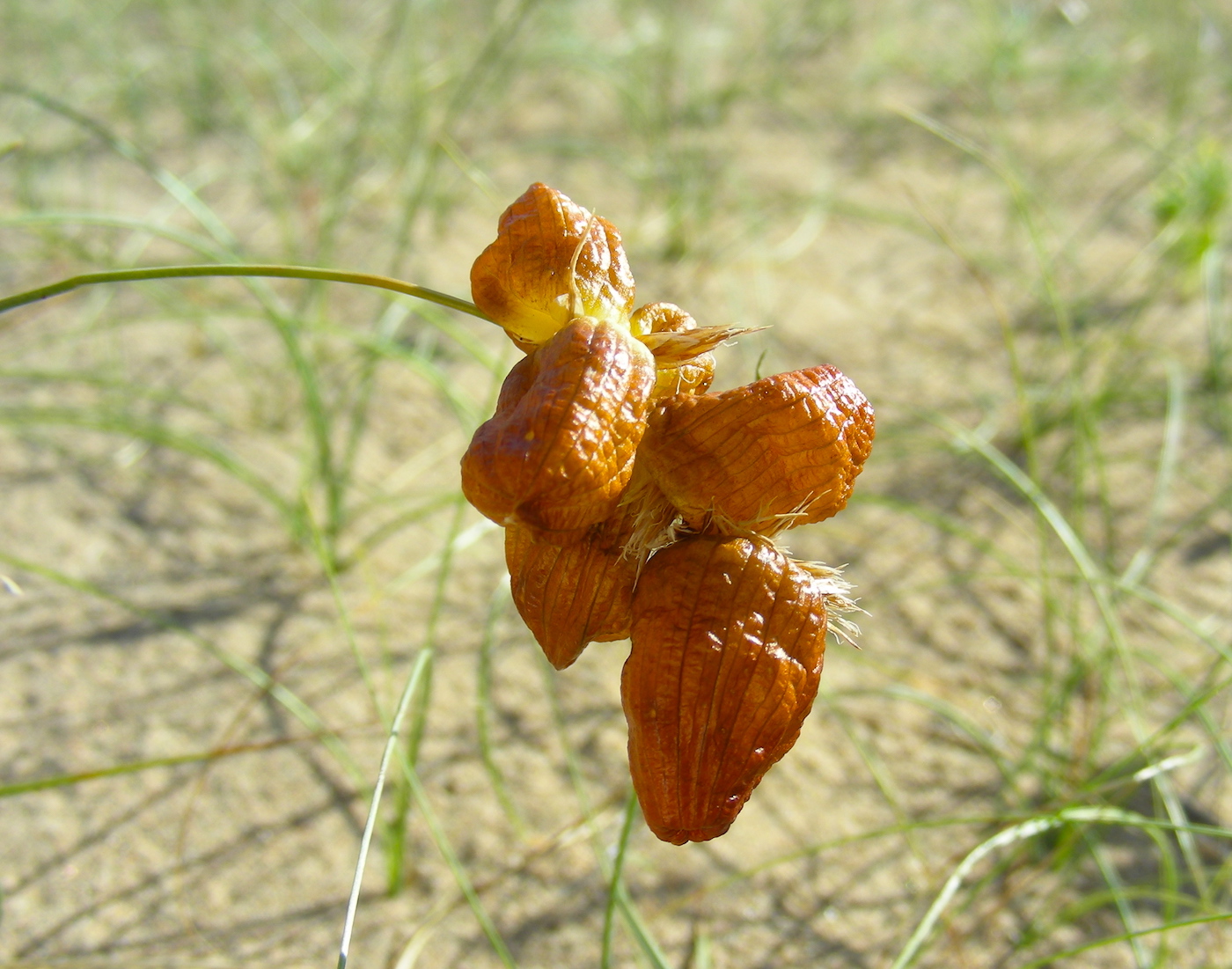 Изображение особи Carex physodes.