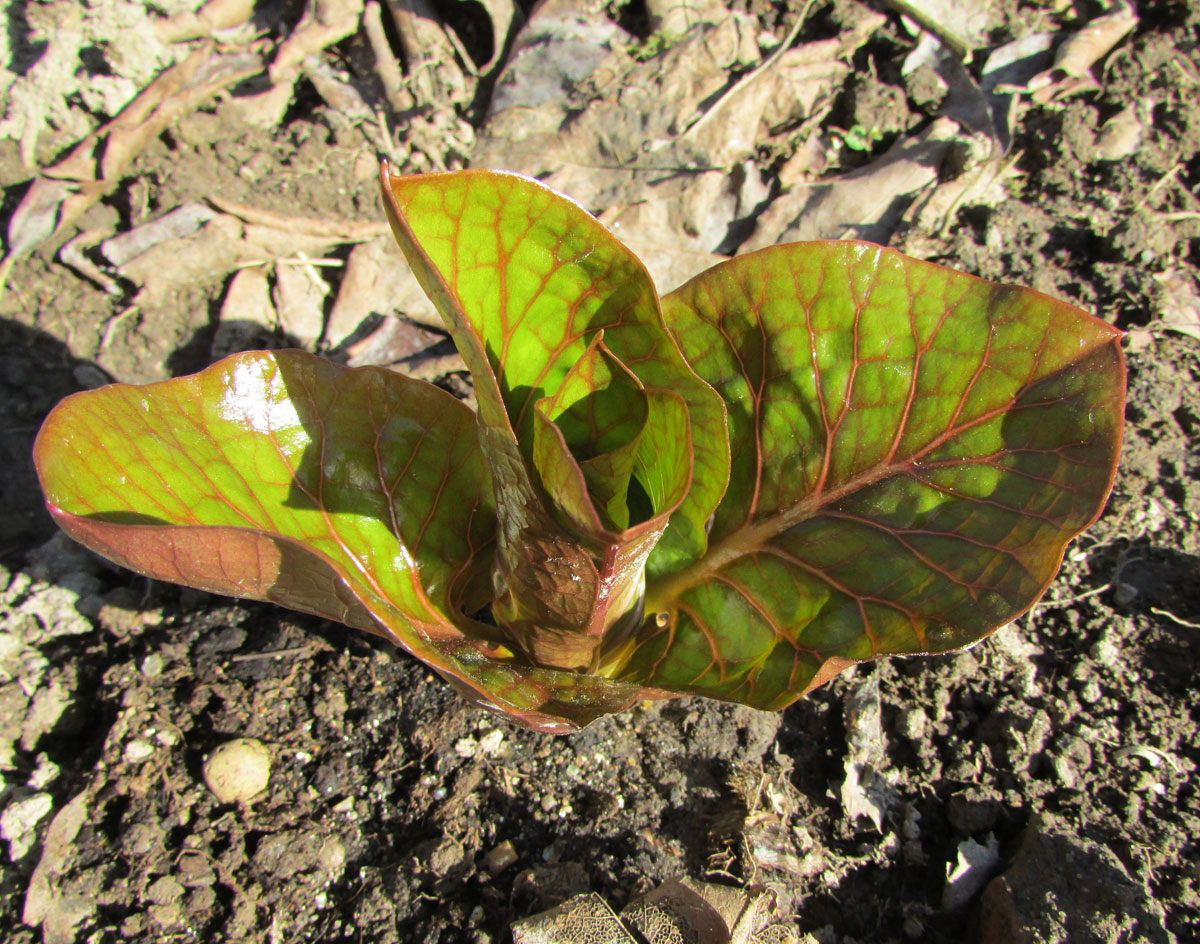 Image of Cardiocrinum cordatum specimen.