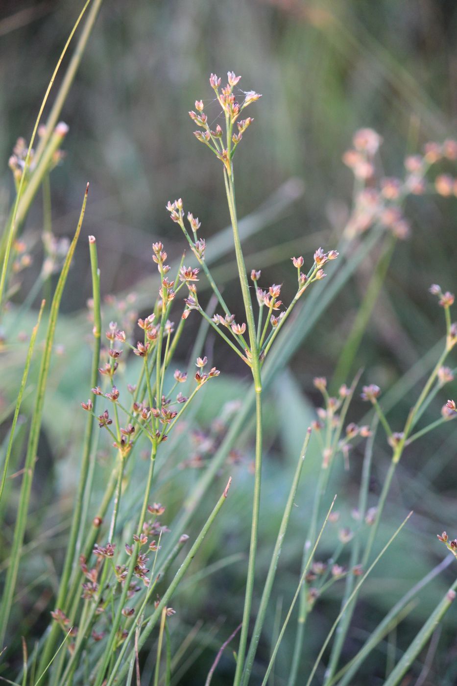 Image of Juncus gerardi specimen.