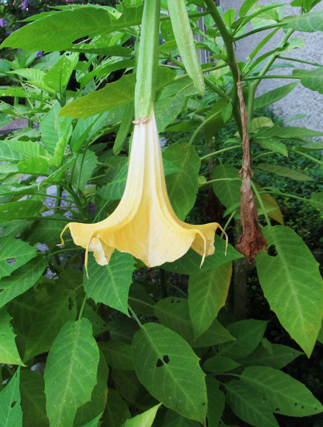 Image of Brugmansia aurea specimen.