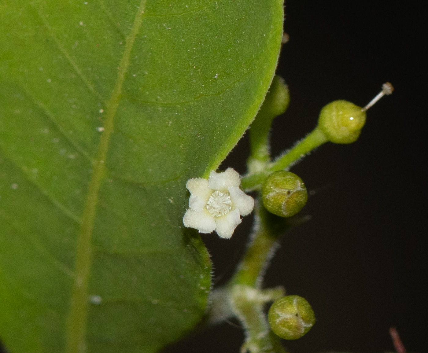 Image of Rauvolfia tetraphylla specimen.