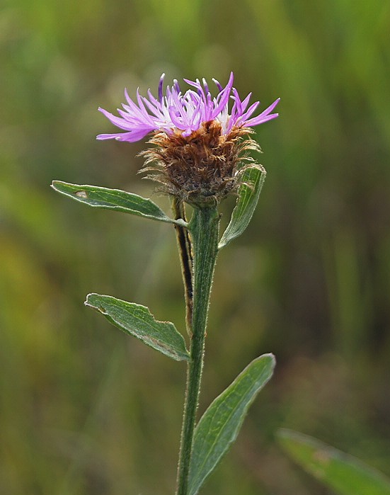 Image of Centaurea &times; similata specimen.