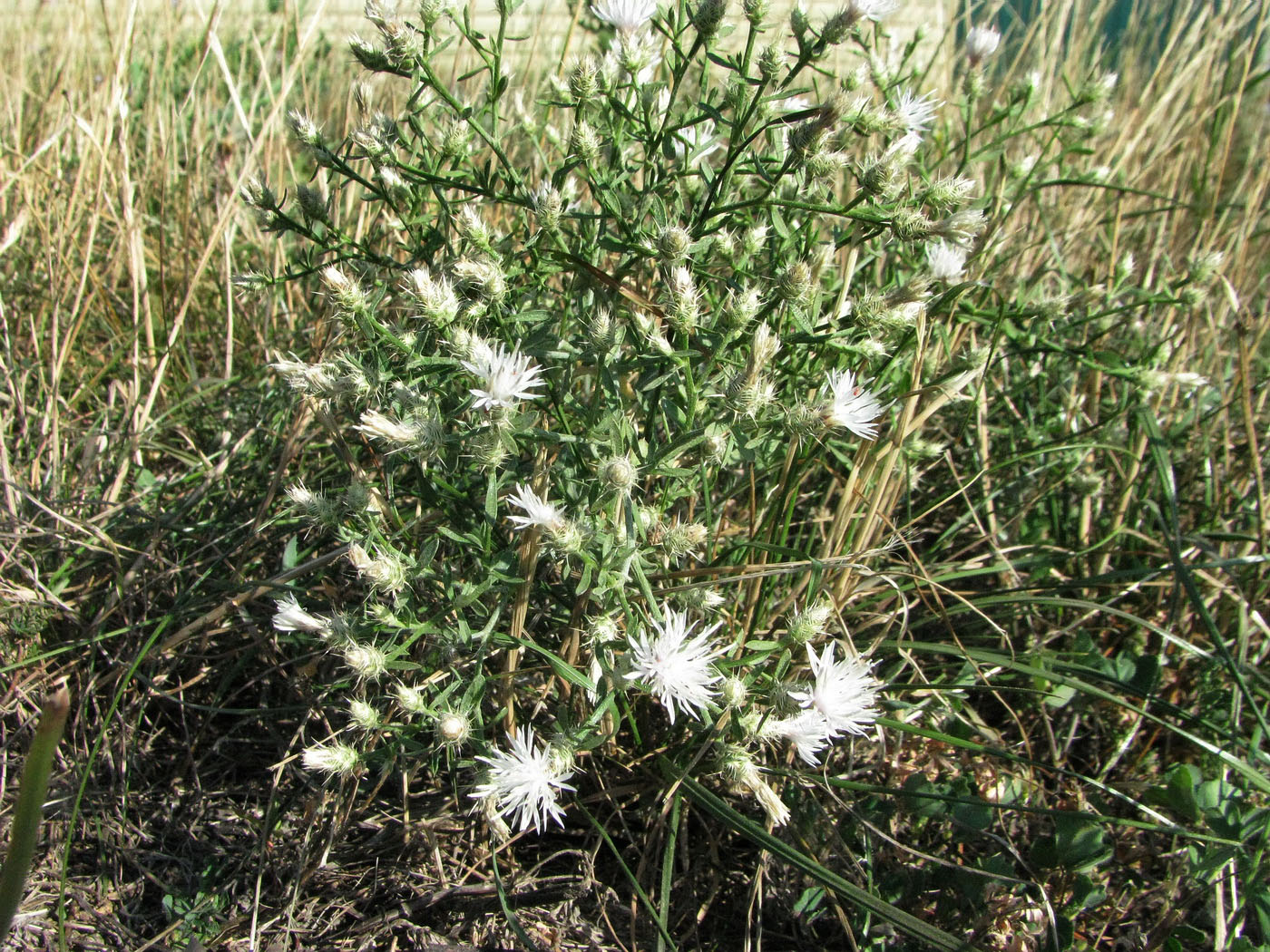 Image of Centaurea diffusa specimen.