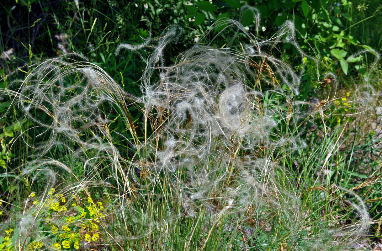 Image of genus Stipa specimen.