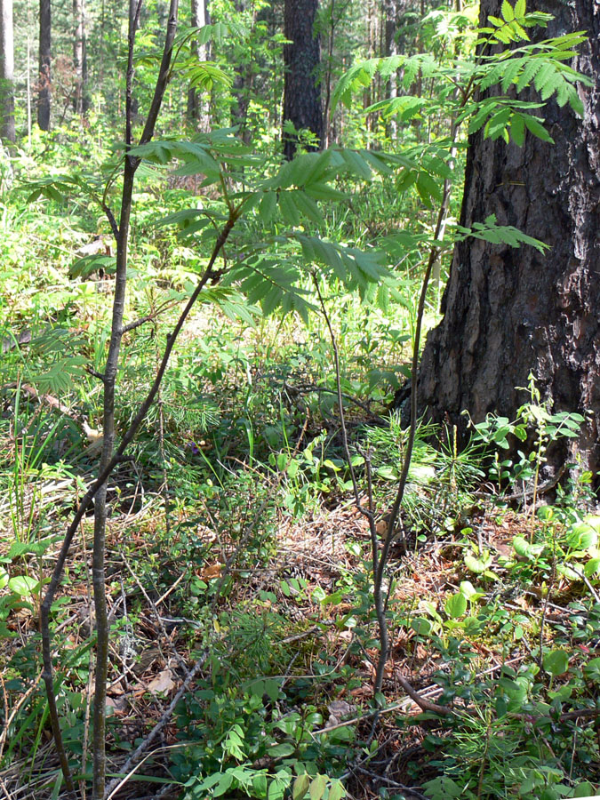 Image of Sorbus sibirica specimen.