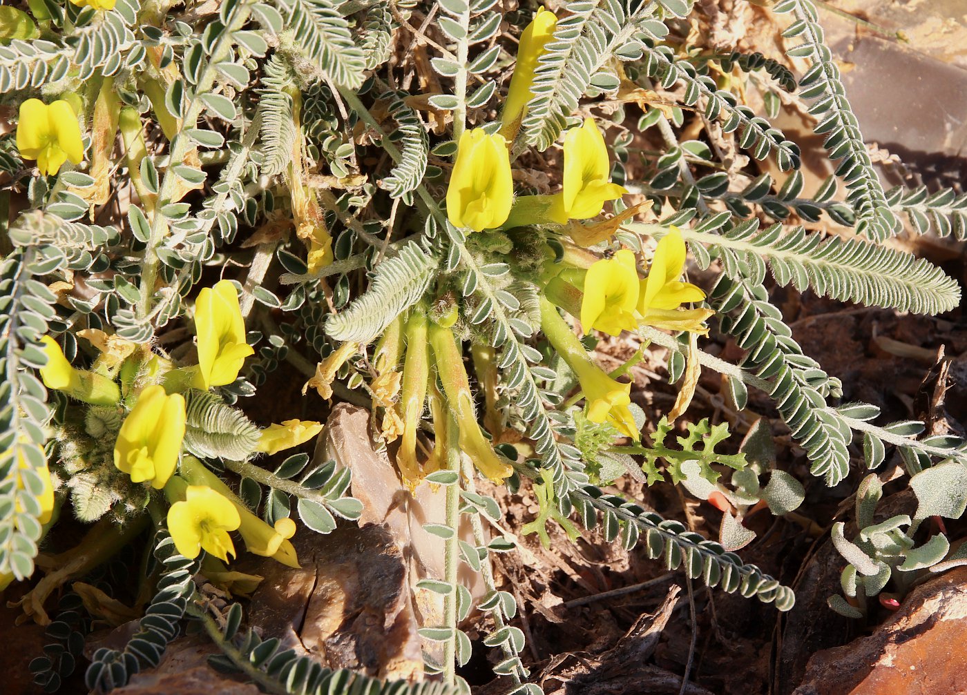 Image of Astragalus dactylocarpus specimen.