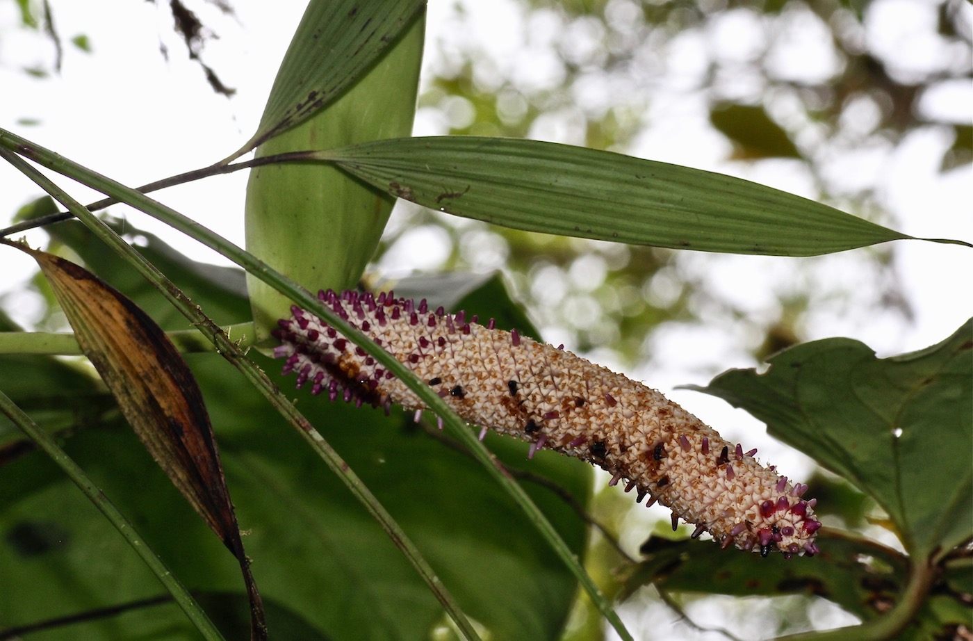 Image of Anthurium erythrostachyum specimen.