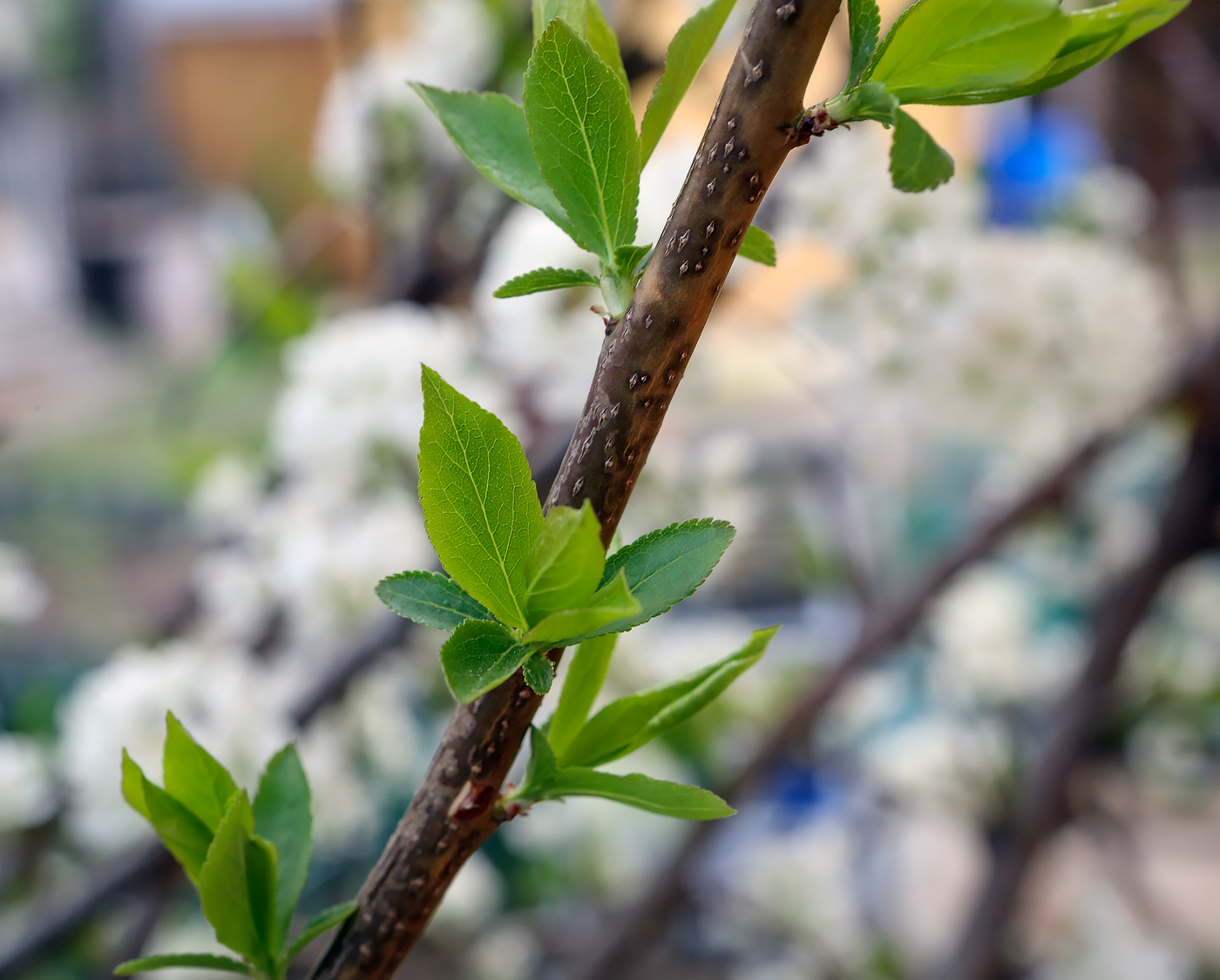 Image of genus Prunus specimen.