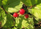 Rubus saxatilis