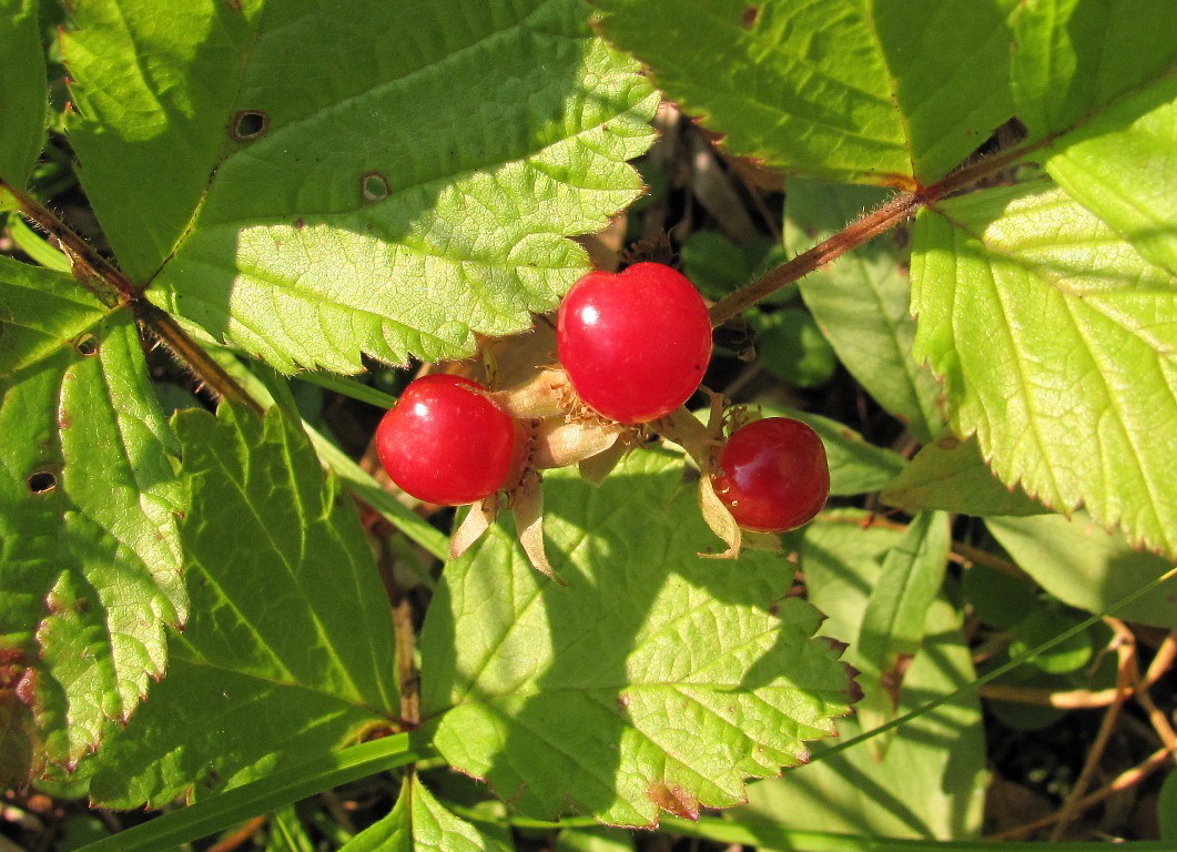 Image of Rubus saxatilis specimen.