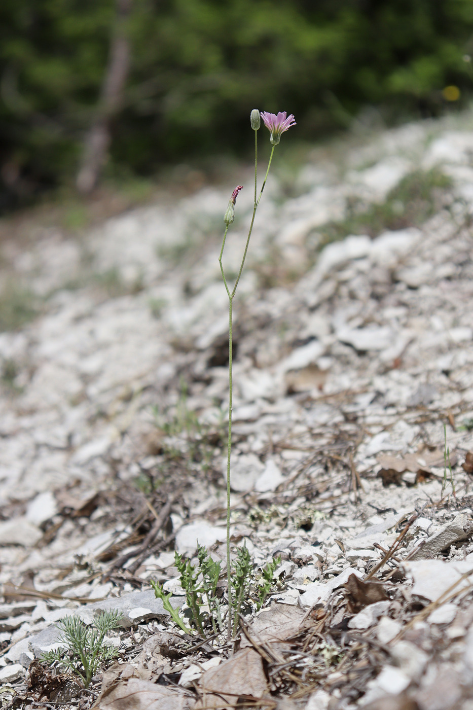 Image of Lagoseris purpurea specimen.