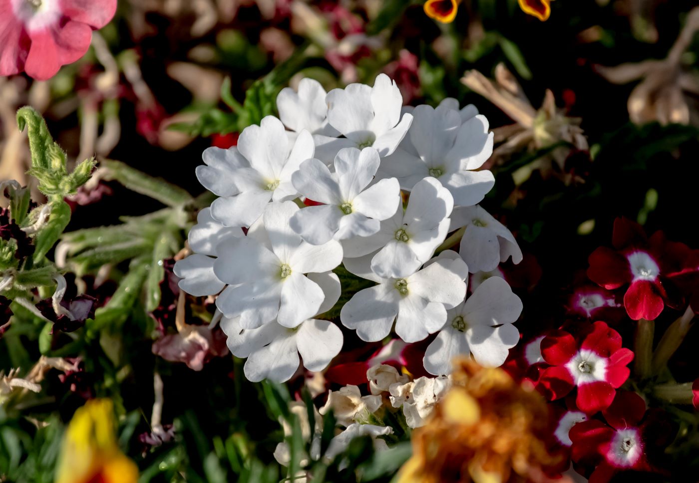 Image of Glandularia &times; hybrida specimen.