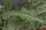 Achillea millefolium. Часть цветоносного побега с листом. Крым, Бахчисарайский р-н, окр. с. Речное, окраина яблоневого сада. 22.08.2020.