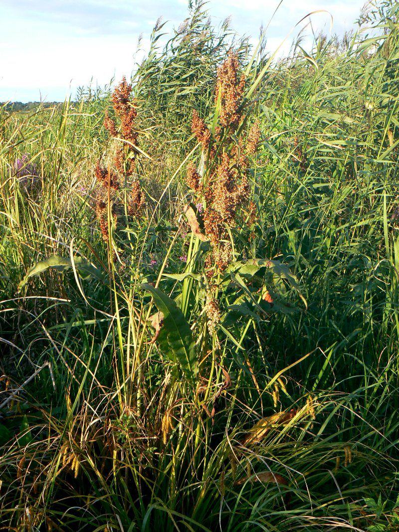 Image of Rumex hydrolapathum specimen.