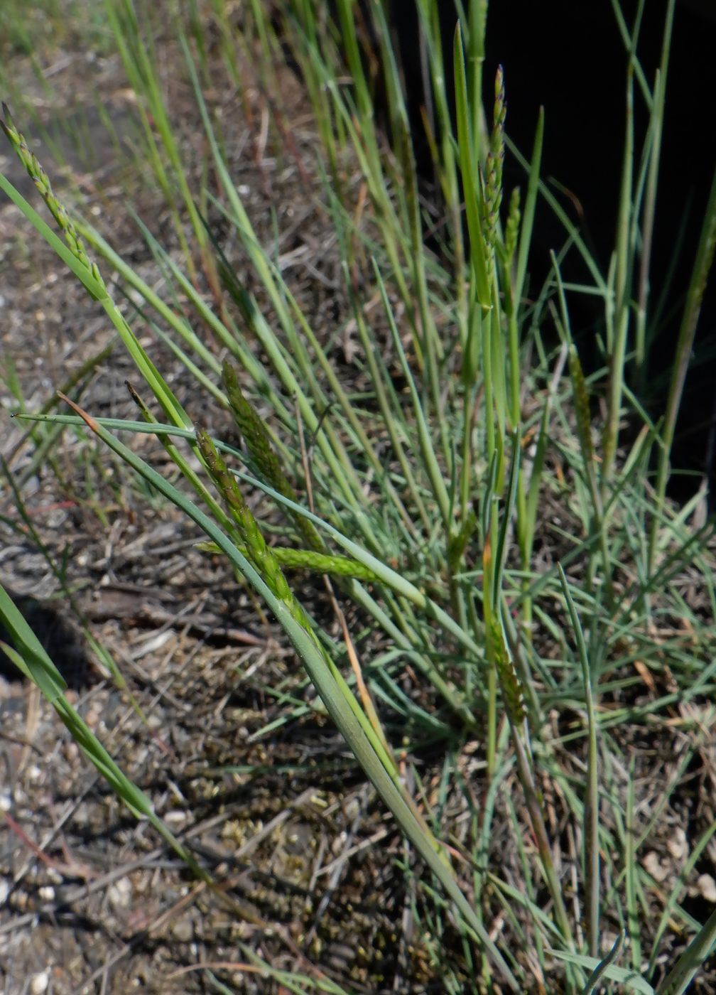 Image of Koeleria glauca specimen.