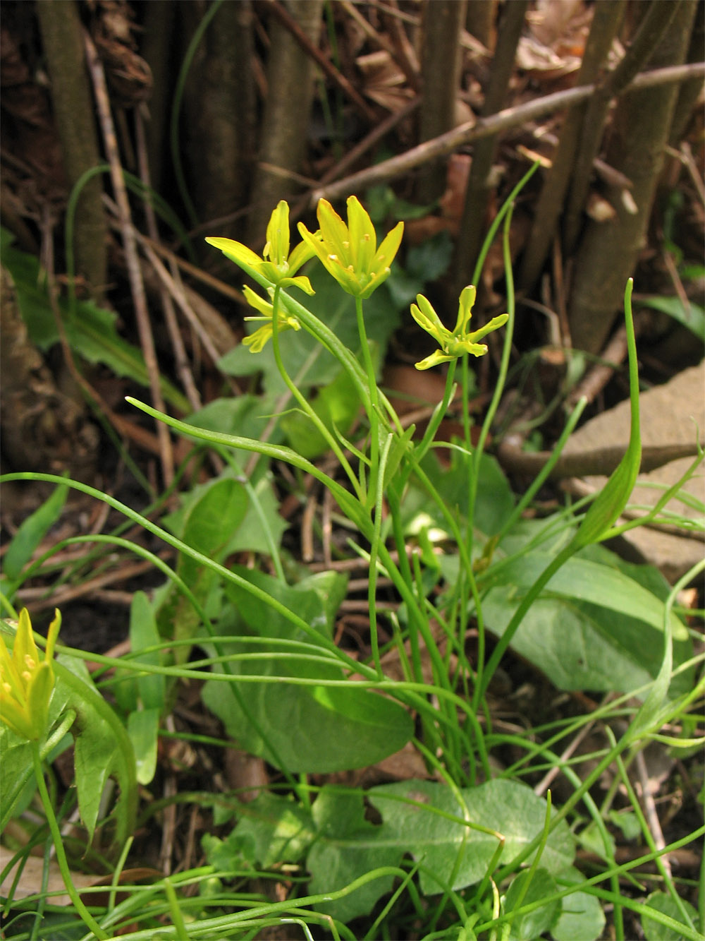 Image of Gagea spathacea specimen.