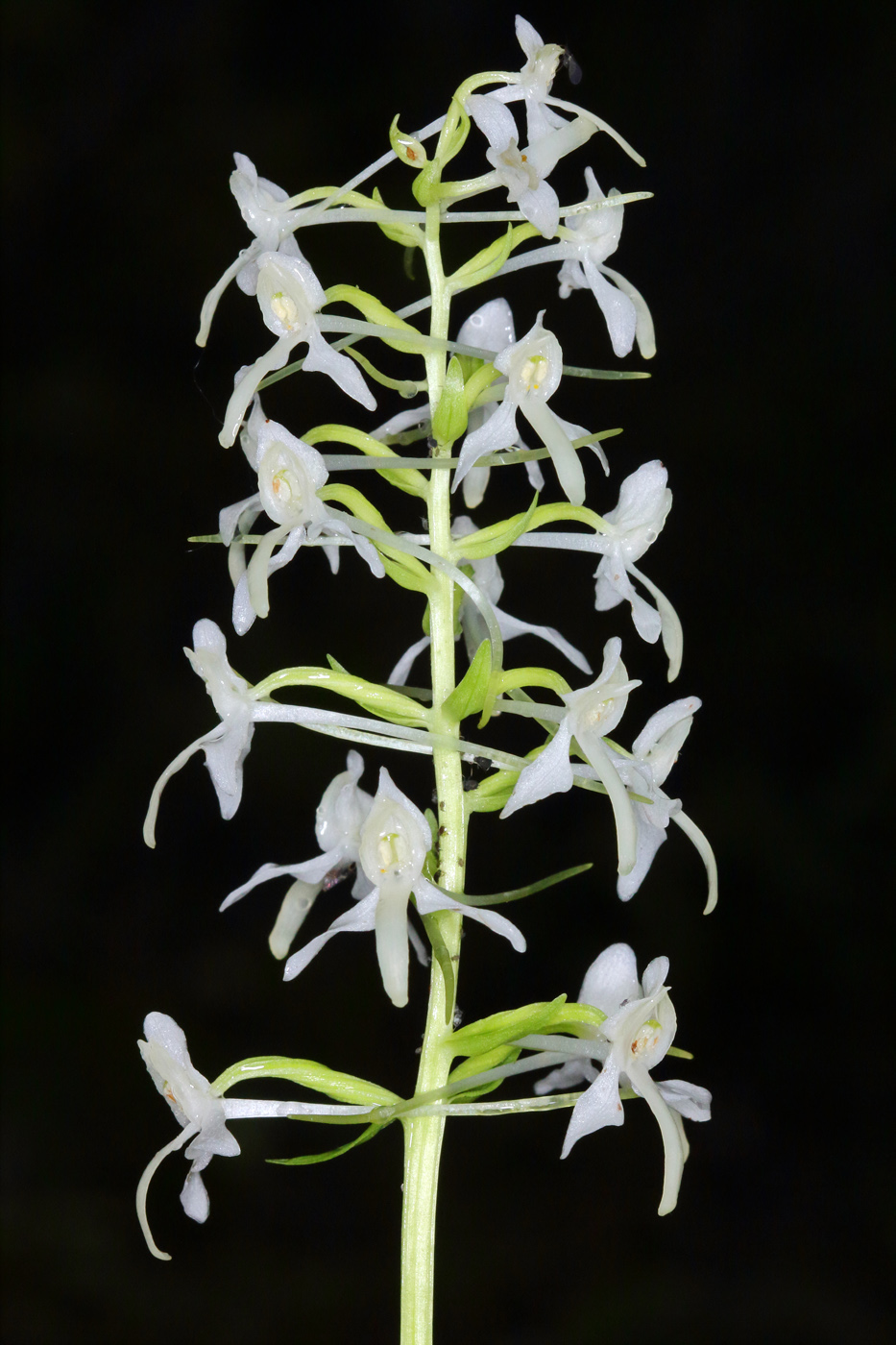 Изображение особи Platanthera bifolia.